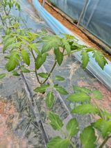 팜모닝 토마토·일상 게시글 이미지