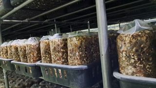 제현숙드림버섯농장님의 버섯 · 영농일지 작성글 사진