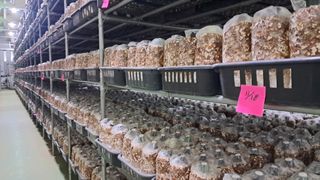 제현숙드림버섯농장님의 버섯 · 영농일지 작성글 사진