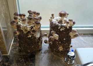 이길우님의 버섯 · 생장기 농작업 작성글 사진