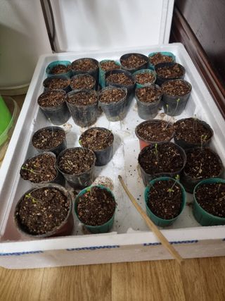 정석범님의 상추 · 자유게시판 작성글 사진