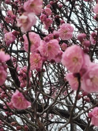 둥근마지기님의 매실 · 자유게시판 작성글 사진