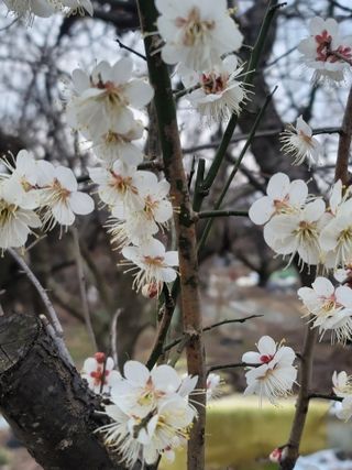 둥근마지기님의 매실 · 자유게시판 작성글 사진
