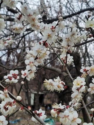 둥근마지기님의 매실 · 자유게시판 작성글 사진