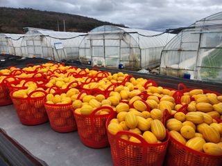 선진참외팜님의 기타작물 · 영농일지 작성글 사진