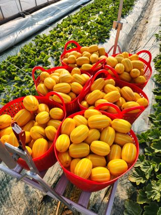 선진참외팜님의 기타작물 · 영농일지 작성글 사진