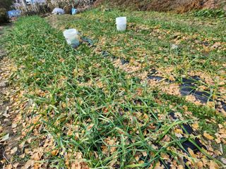 강미화11월출석왕♡님의 함께 일하는 동료는 몇명인가요? · 참여글 작성글 사진