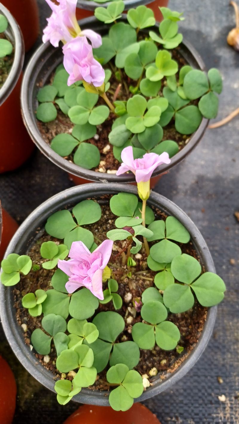 장터 상품 [다육이.야생화.   9cm  ] 썸네일