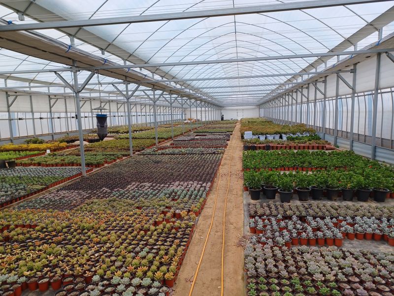 팜모닝회원 김순달 님의 장터 판매 상품 [다육이.야생화.   9cm  ] 첨부 사진