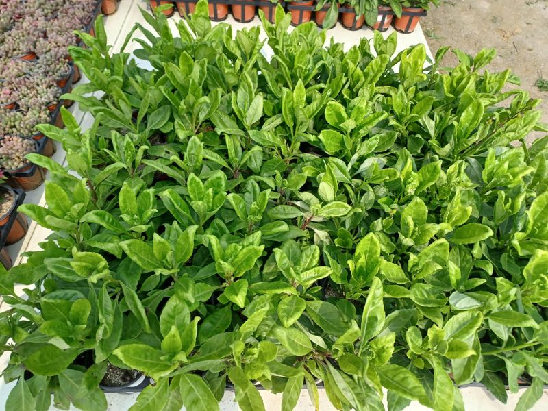 팜모닝회원 김순달 님의 장터 판매 상품 [다육이.야생화.   9cm  ] 첨부 사진