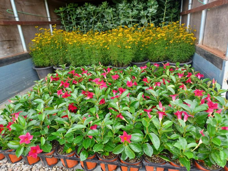 팜모닝회원 김순달 님의 장터 판매 상품 [다육이.야생화.   9cm  ] 첨부 사진