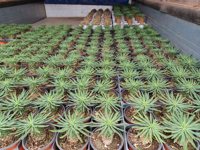 팜모닝회원 김순달 님의 장터 판매 상품 [다육이.야생화.   9cm  ] 첨부 사진