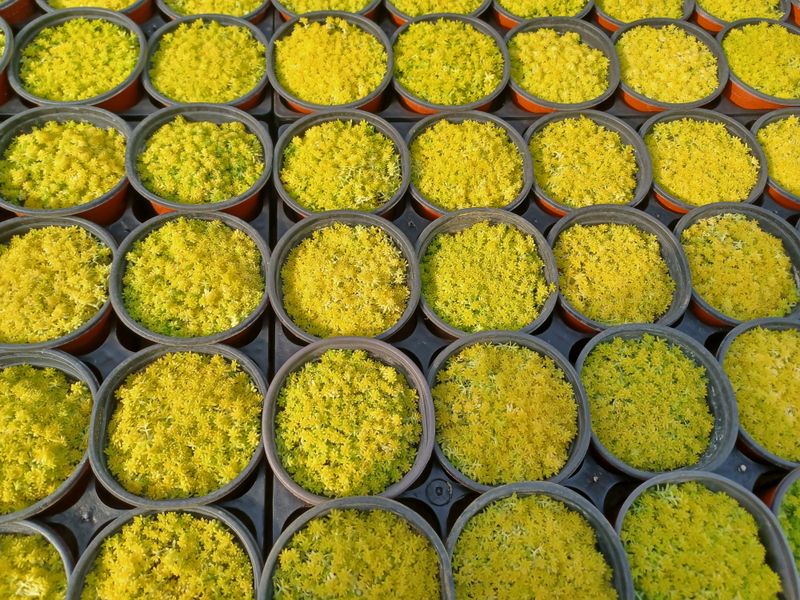 팜모닝회원 김순달 님의 장터 판매 상품 [다육이.야생화.   9cm  ] 첨부 사진