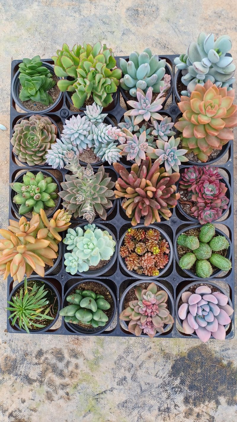 팜모닝회원 김순달 님의 장터 판매 상품 [다육이.야생화.   9cm  ] 첨부 사진