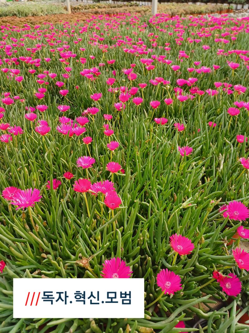 팜모닝회원 김순달 님의 장터 판매 상품 [다육이.야생화.   9cm  ] 첨부 사진