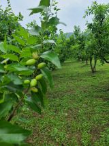 팜모닝 기타작물·병해충상담 게시글 이미지