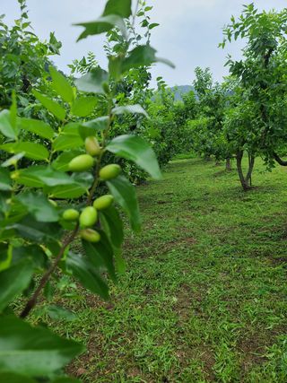 출석합니다.좋은정보님의 기타작물 · 병해충상담 작성글 사진