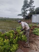 팜모닝 귤·묘목•접목 게시글 이미지