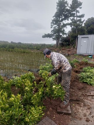 참깨8508님의 귤 · 묘목•접목 작성글 사진