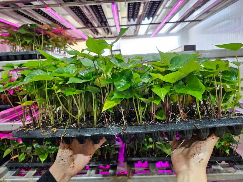 김동수님의 장터 판매 상품 [25 고구마 조직배양묘 꿀 호박 밤] 첨부 사진