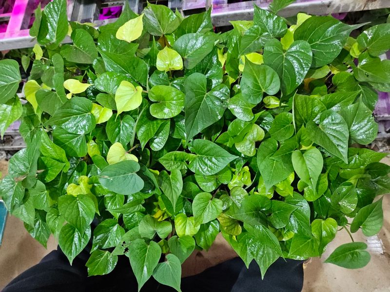 김동수님의 장터 판매 상품 [25 고구마 조직배양묘 꿀 호박 밤] 첨부 사진