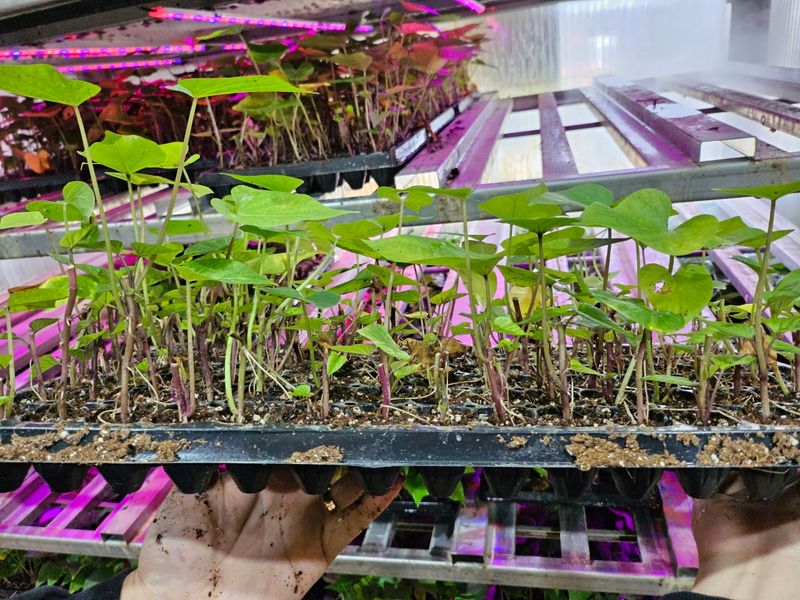 김동수님의 장터 판매 상품 [25 고구마 조직배양묘 꿀 호박 밤] 첨부 사진