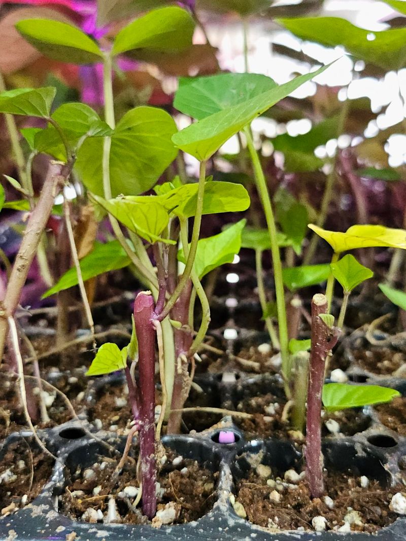 김동수님의 장터 판매 상품 [25 고구마 조직배양묘 꿀 호박 밤] 첨부 사진