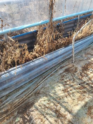 김영진(전남영광)님의 고추 · 품종•종자 작성글 사진