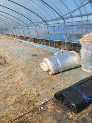 김영진(전남영광)님의 고추 · 품종•종자 작성글 사진