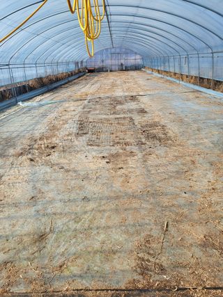 김영진(전남영광)님의 고추 · 품종•종자 작성글 사진