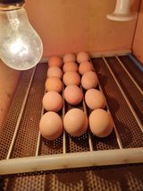 팜모닝 사과·일상 게시글 이미지