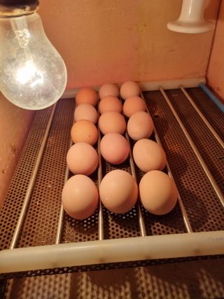 풍요님의 사과 · 일상 작성글 사진