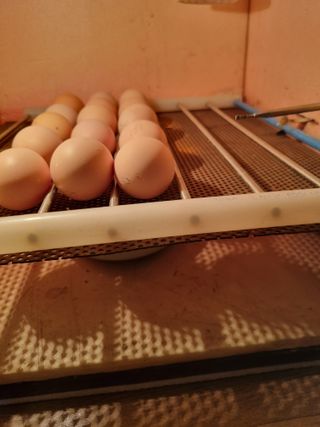 풍요님의 사과 · 일상 작성글 사진