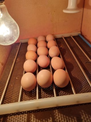 풍요님의 사과 · 일상 작성글 사진