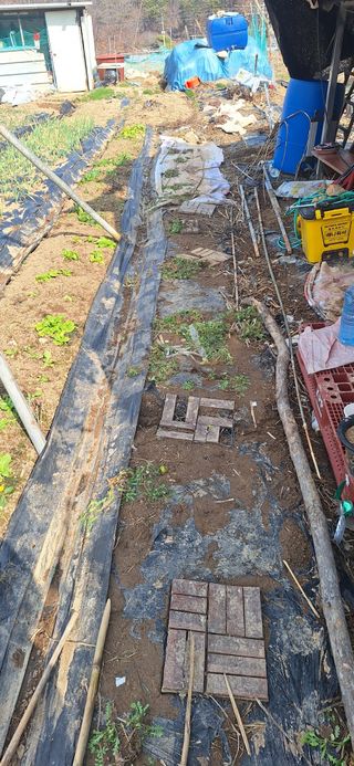 로즈마리님의 상추 · 영농일지 작성글 사진