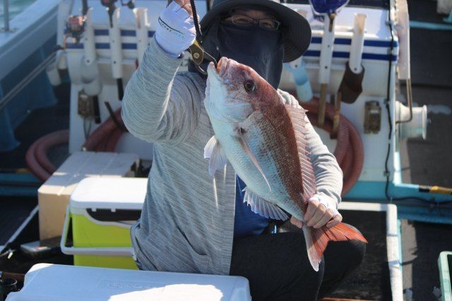 김진국님의 장터 판매 상품 [국내자연산 참돔 2배로 즐기는 방법(참돔회 1마리+ 반건조 참돔1마리)_ 5만원 이상 구매시 토복령 200g 증정] 첨부 사진