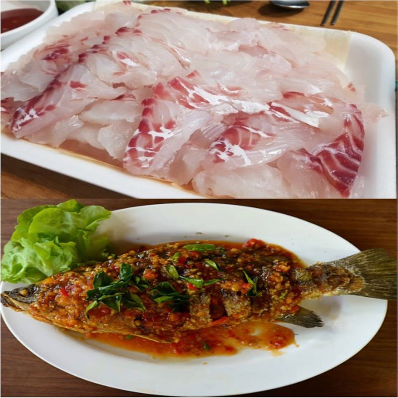 김진국님의 장터 판매 상품 [국내자연산 참돔 2배로 즐기는 방법(참돔회 1마리+ 반건조 참돔1마리)_ 5만원 이상 구매시 토복령 200g 증정] 첨부 사진