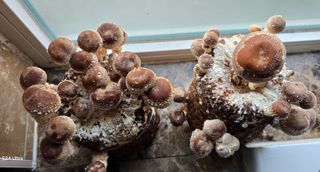 이길우님의 버섯 · 생장기 농작업 작성글 사진