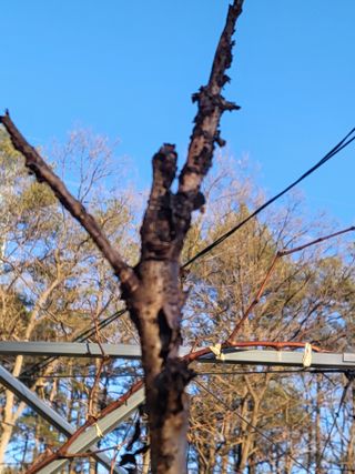 옥수수21353님의 자두 · 자유게시판 작성글 사진