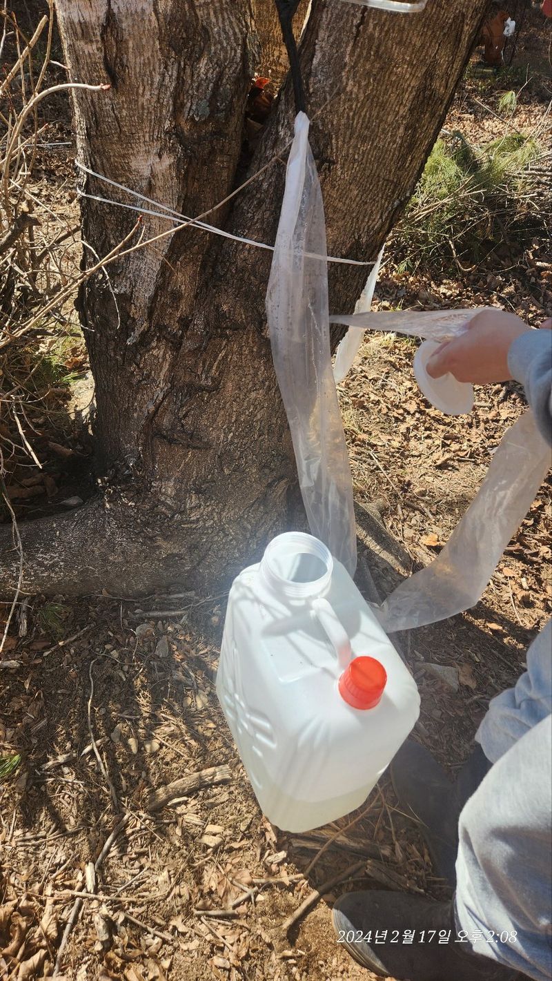 농부아내님의 장터 판매 상품 [지리산 산청 고로쇠 18kg[품절]] 첨부 사진