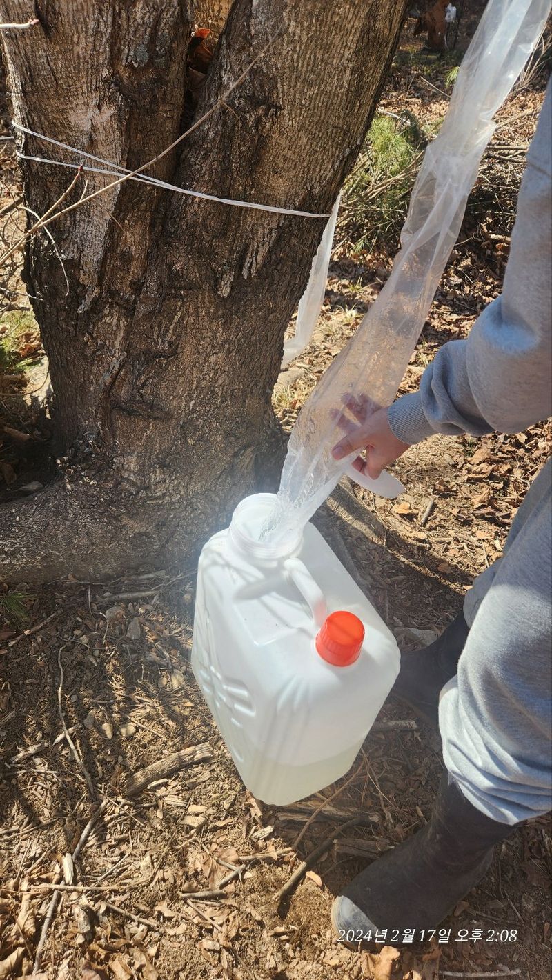 농부아내님의 장터 판매 상품 [지리산 산청 고로쇠 18kg[품절]] 첨부 사진