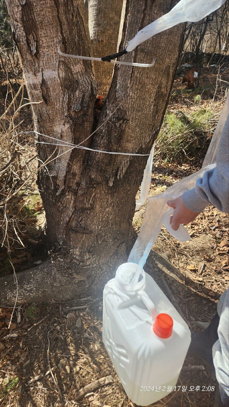 농부아내님의 장터 판매 상품 [지리산 산청 고로쇠 18kg[품절]] 첨부 사진