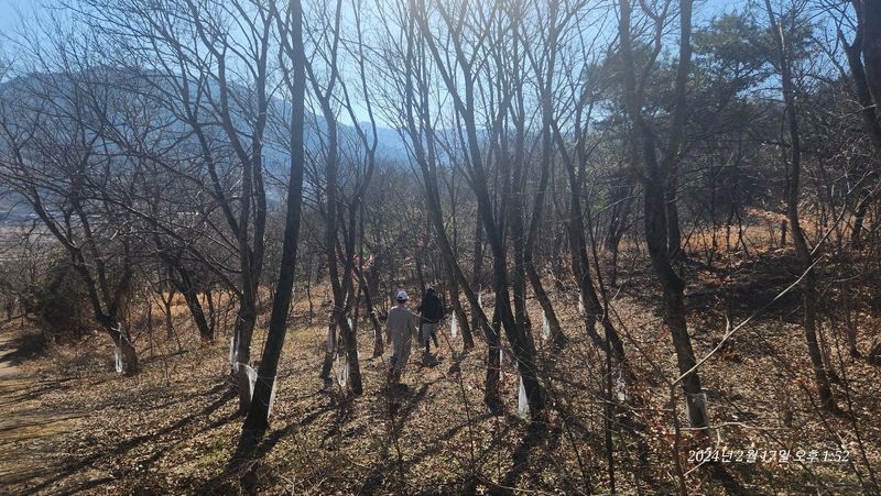 농부아내님의 장터 판매 상품 [지리산 산청 고로쇠 18kg[품절]] 첨부 사진
