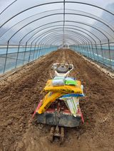 팜모닝 고추·일상 게시글 이미지