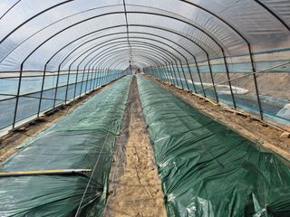 착한농부 안병하님의 고추 · 일상 작성글 사진