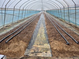 착한농부 안병하님의 고추 · 일상 작성글 사진