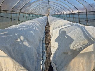 착한농부 안병하님의 고추 · 일상 작성글 사진