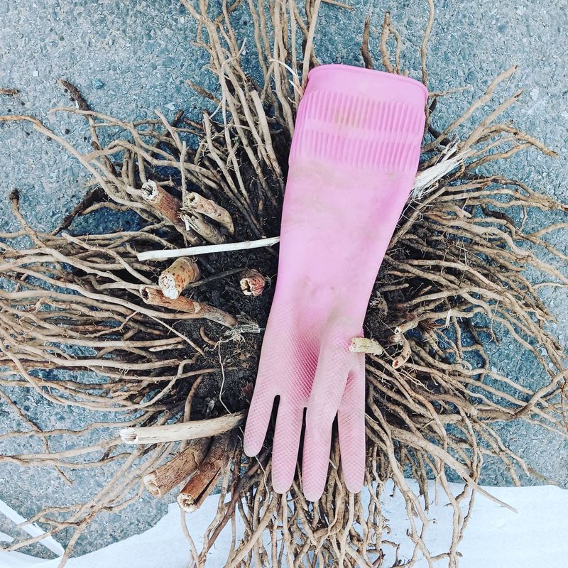 장터 상품 [아스파라종근] 썸네일