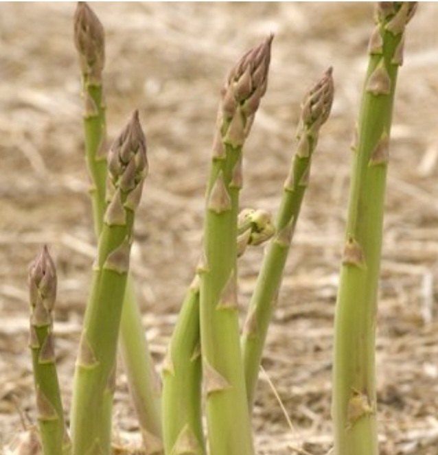 자두14488님의 장터 판매 상품 [아스파라종근] 첨부 사진