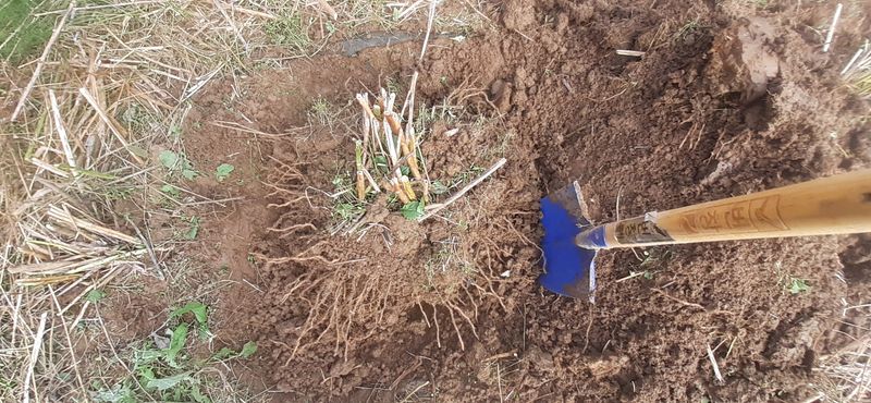 자두14488님의 장터 판매 상품 [아스파라종근] 첨부 사진